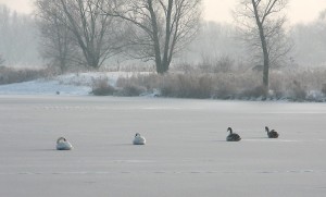 Winter - zwanen