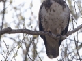 buizerd IMG_1436